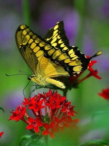 Butterfly_butterflies_wings