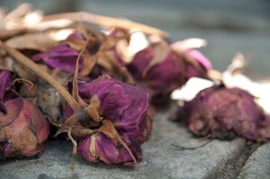 Dead_flowers,_Pére_Lachaise_Cemetery